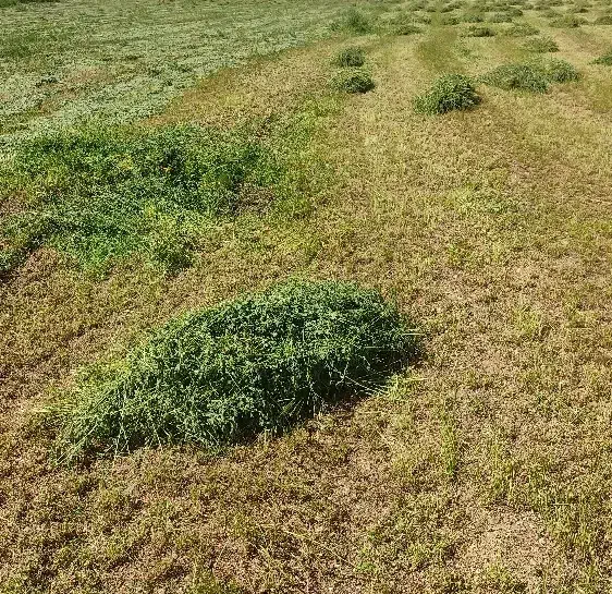 یونجه چین 2و3 خالص|لوازم جانبی حیوانات|دیواندره, |دیوار