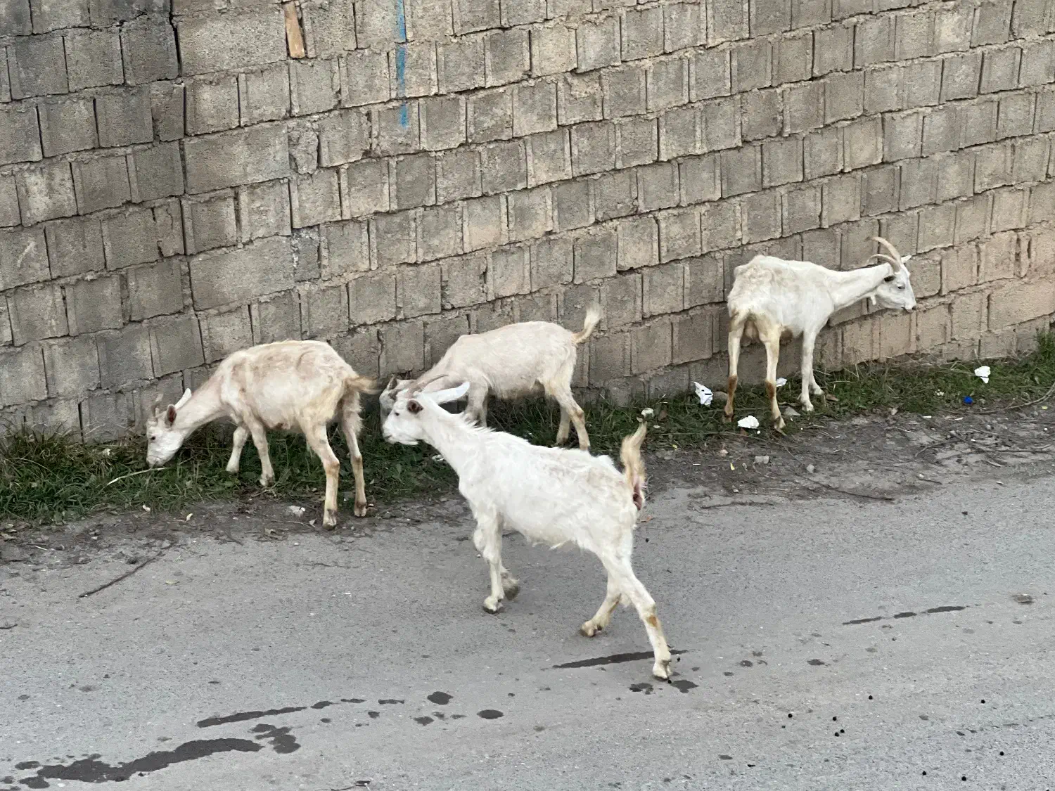 بز سانن|حیوانات مزرعه|کلاردشت, |دیوار