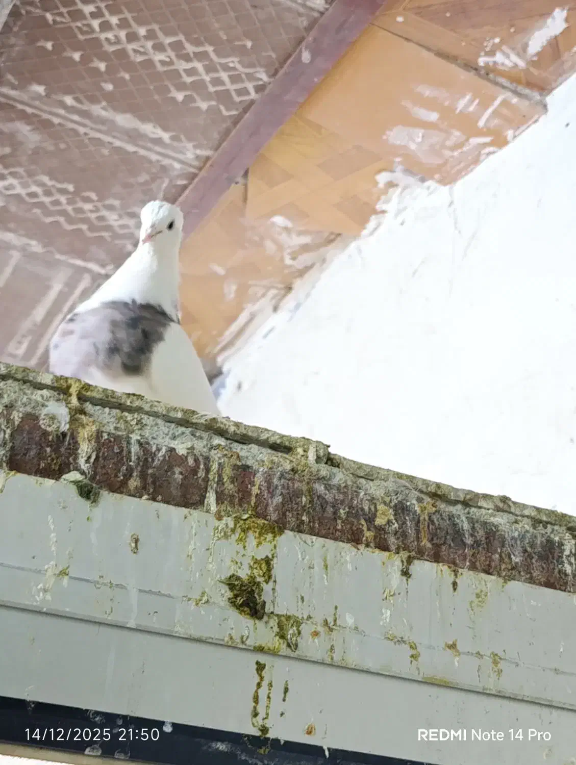 طوقی سرکه ای|پرنده|اردکان, |دیوار