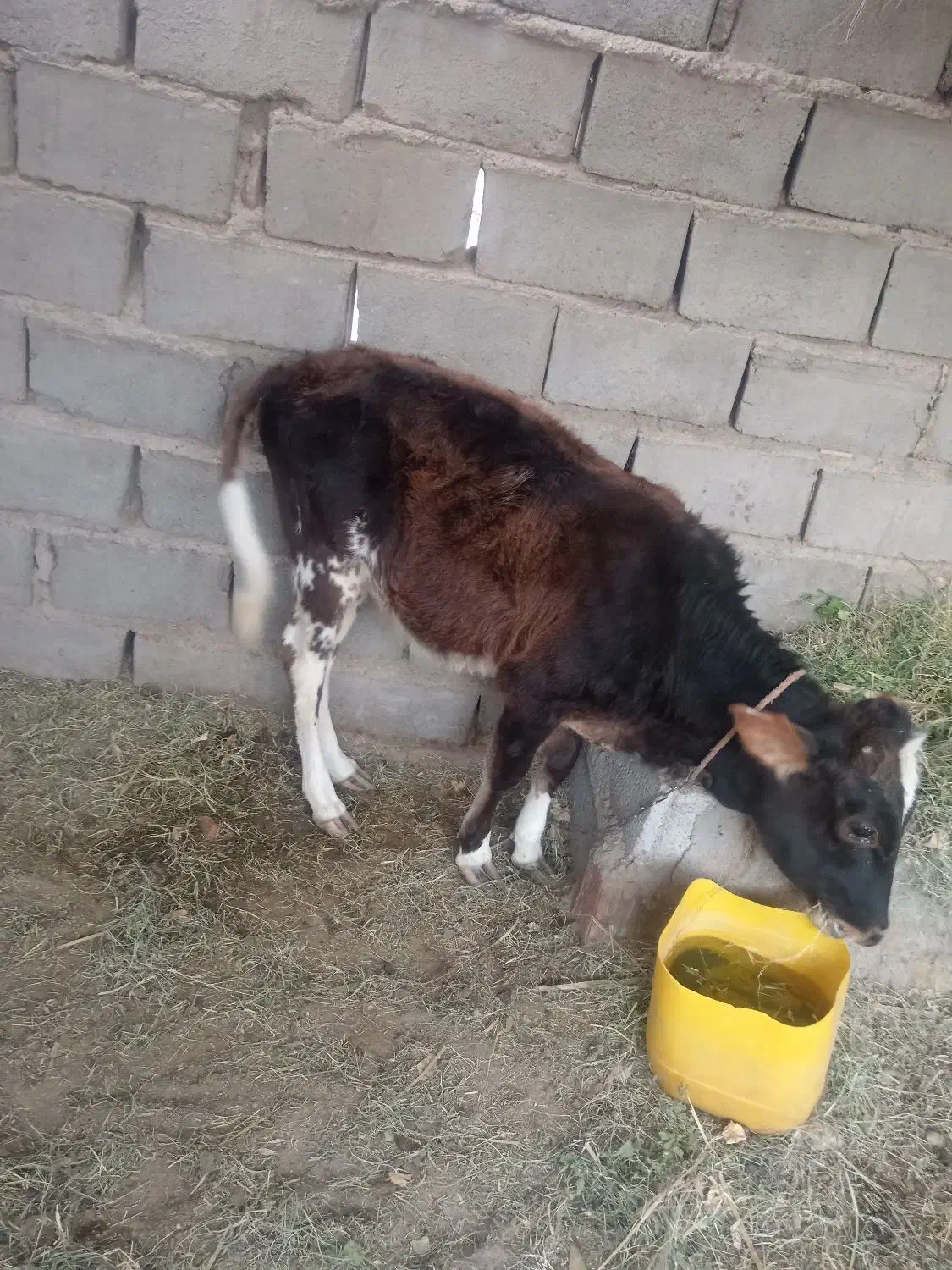 قیمت 40000000|حیوانات مزرعه|ریگان, |دیوار