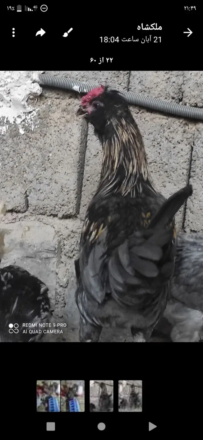 باسلام خروس ونیمچه وارگ گلین|حیوانات مزرعه|گچی, |دیوار