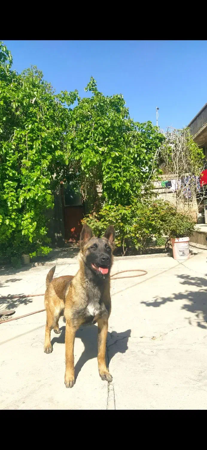 واگذاری سگ مالینویز|سگ|دورود, |دیوار