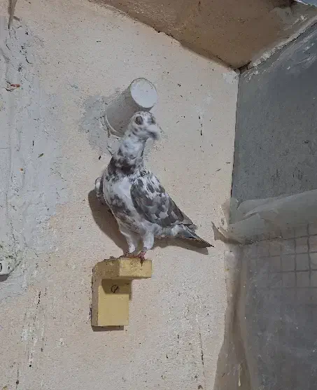 الماسی سینه سفید پلاکی پشت طاووسی|پرنده|مرودشت, دولت آباد|دیوار