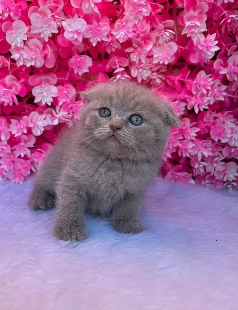 اسکاتیش فولد رنگ لیلاک آماده تحویل|گربه|آمل, |دیوار