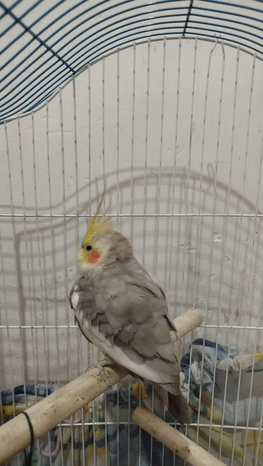 عروس هلندی|پرنده|خرمآباد, |دیوار