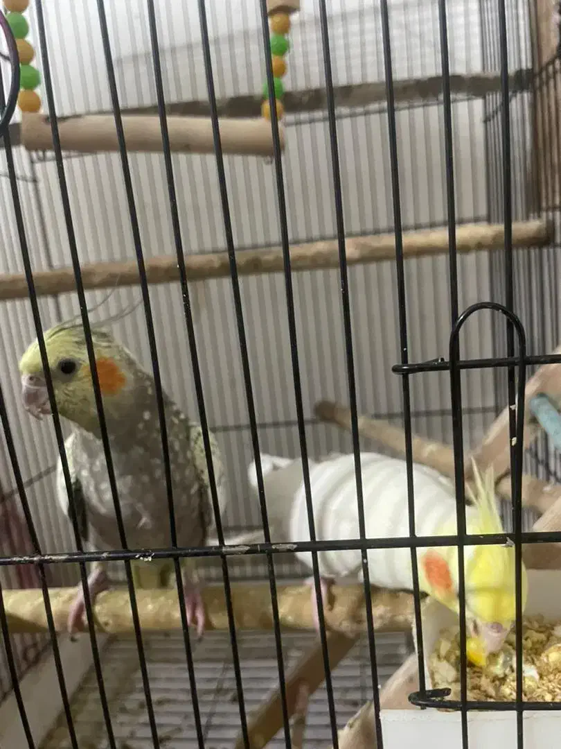 جفت عروس هلندی لوتینو و گلباقالی با دوتا جوجه|پرنده|ری, علایین|دیوار