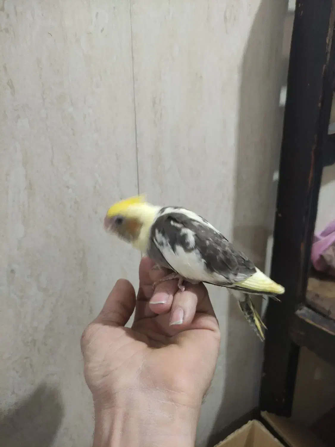 جوجه عروس هلندی نر شاه تخم|پرنده|پاکدشت, پاکدشت (مامازند)|دیوار