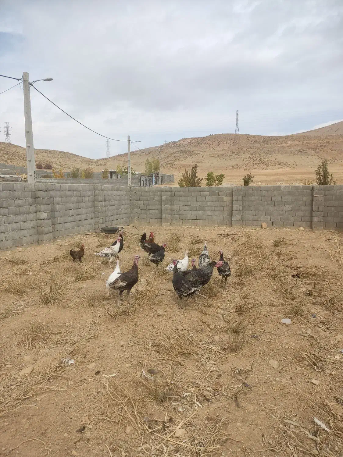 بوقلمون محلی|حیوانات مزرعه|چیتاب, |دیوار