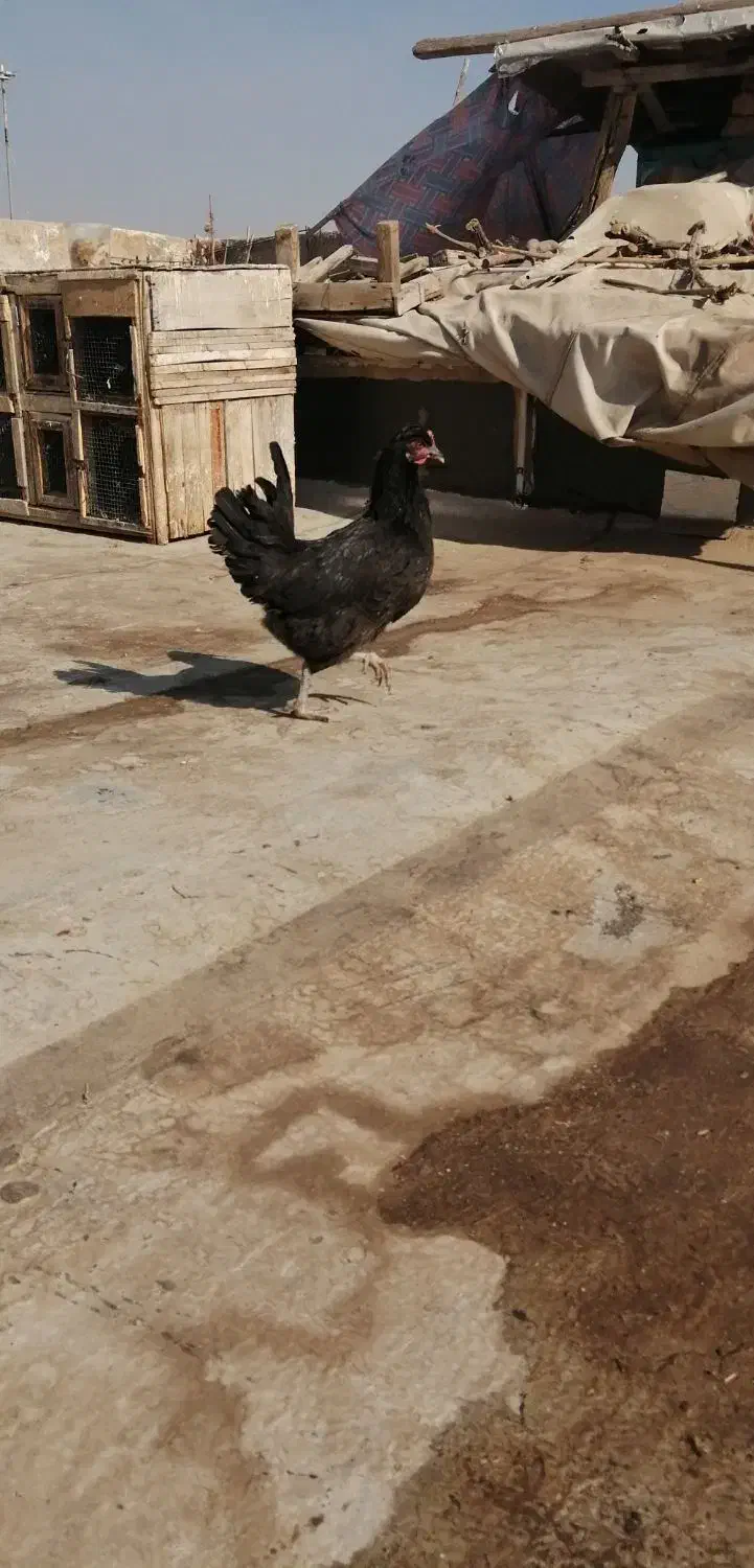 فروش مرغ جوان تخمگذار|حیوانات مزرعه|لنجان, |دیوار