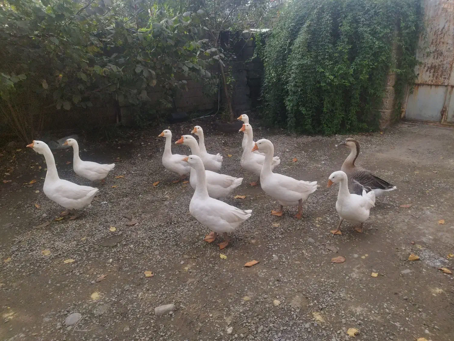 غوغاز فروشی|حیوانات مزرعه|تالش, هشتپر|دیوار