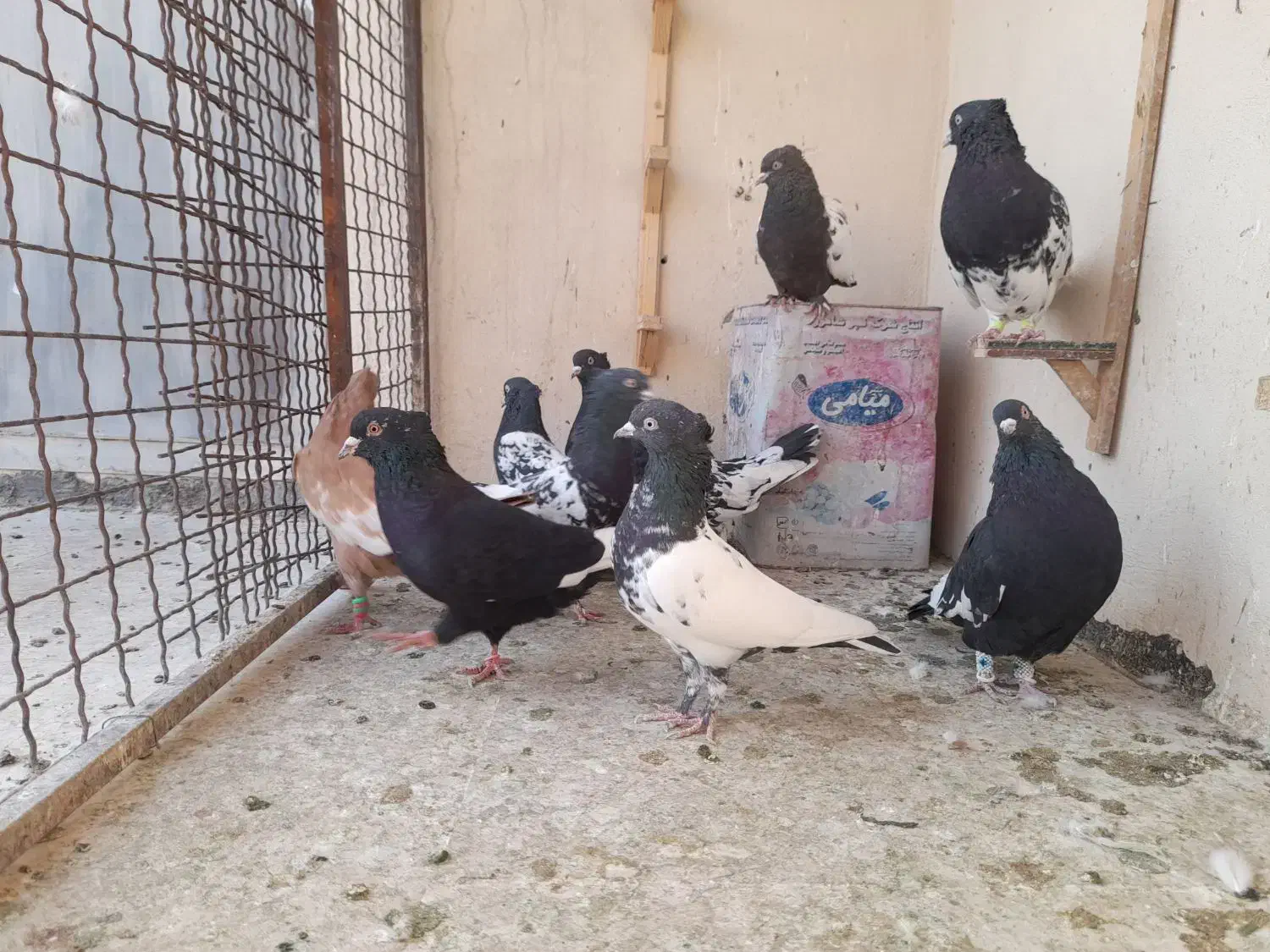 کله سیاه سینه زرد|پرنده|مشهد, هفت تیر (نه دره)|دیوار