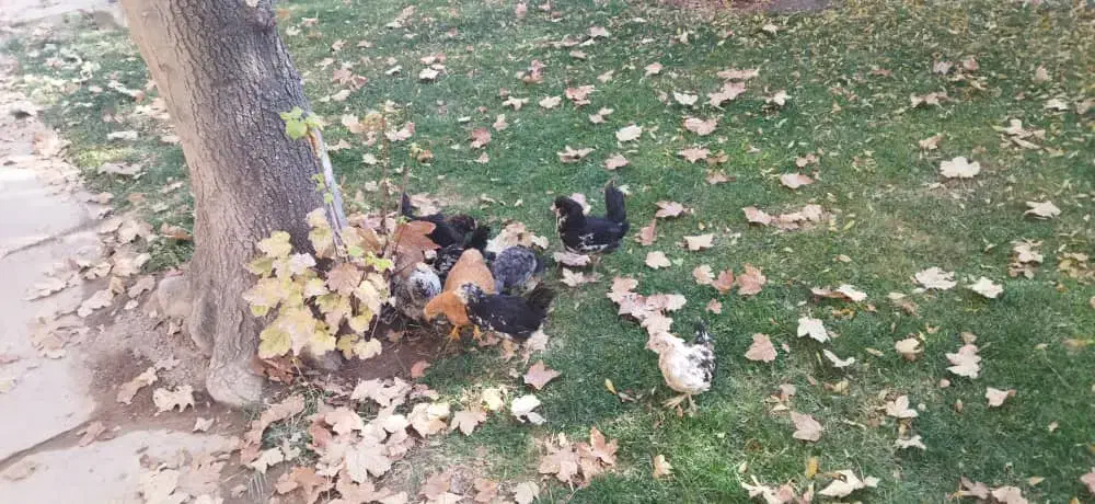 جوجه محلی|حیوانات مزرعه|شیراز, شهرک مهدیه|دیوار