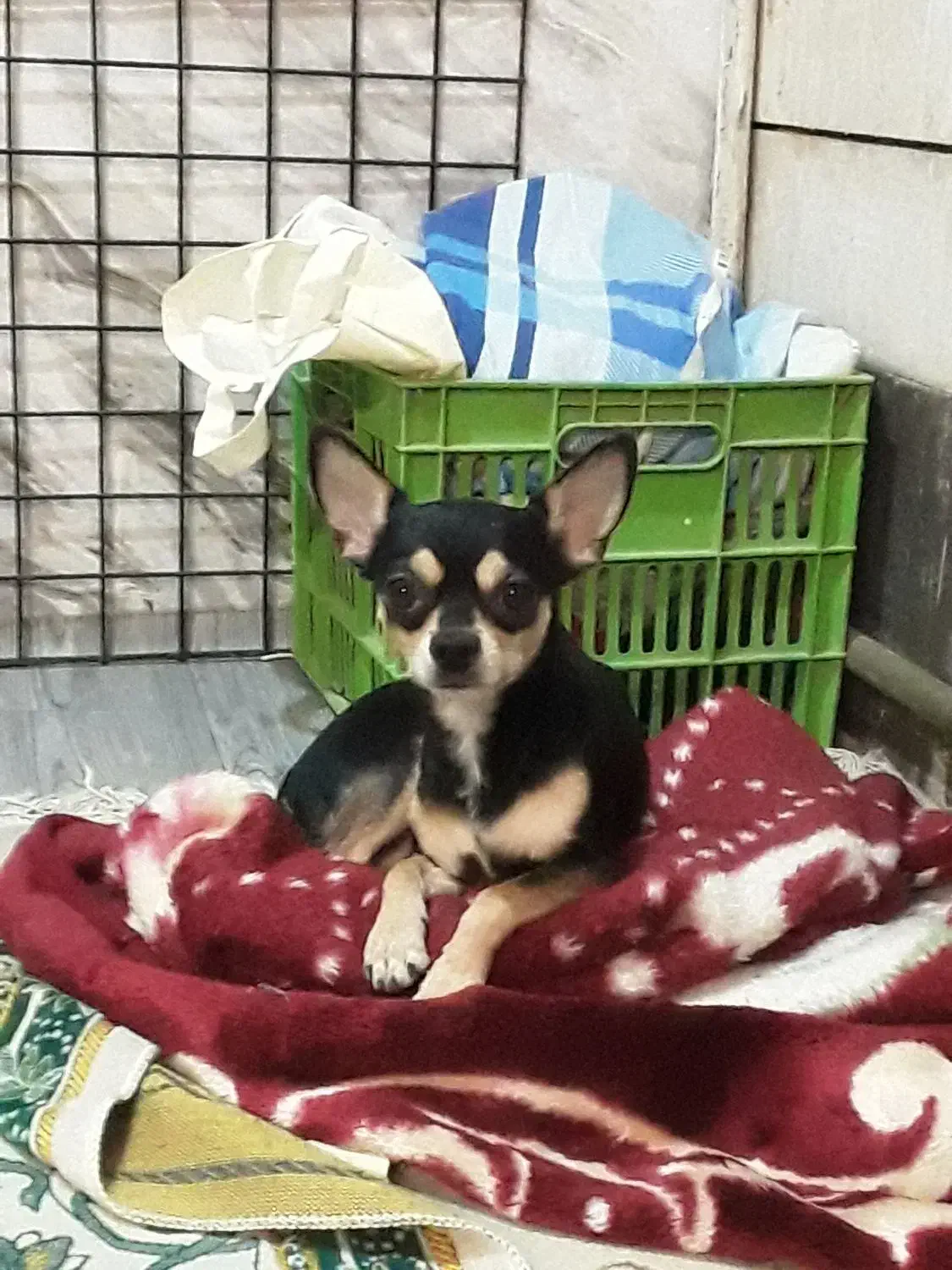 سگ شیواوا شیهواهوا نر اصیل|سگ|اصفهان, دشتستان|دیوار