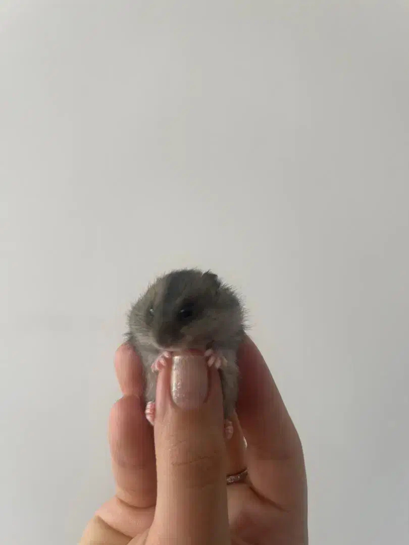 همستر مینیاتوری|موش و خرگوش|شیراز, جانبازان|دیوار