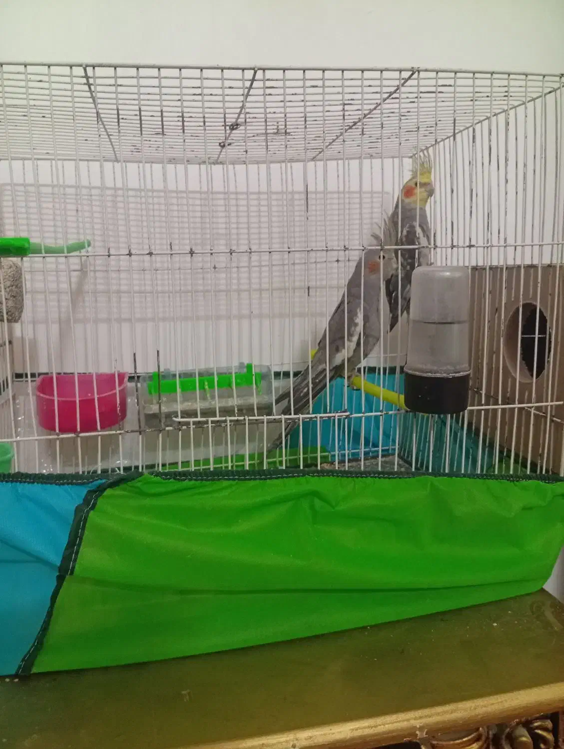 عروس هلندی جفت|پرنده|تربت جام, علوی|دیوار