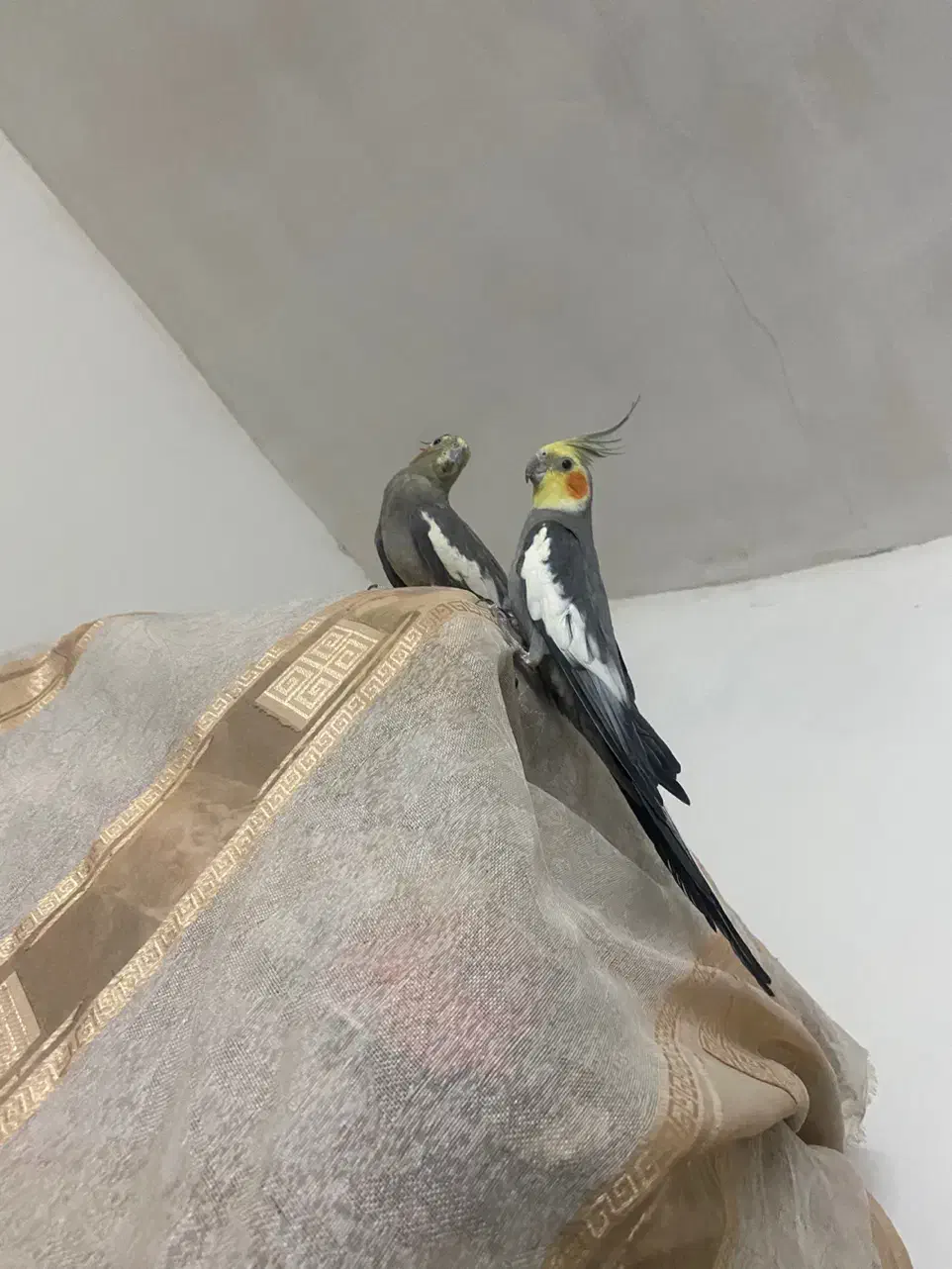 عروس هلندی|پرنده|گنبد کاووس, |دیوار