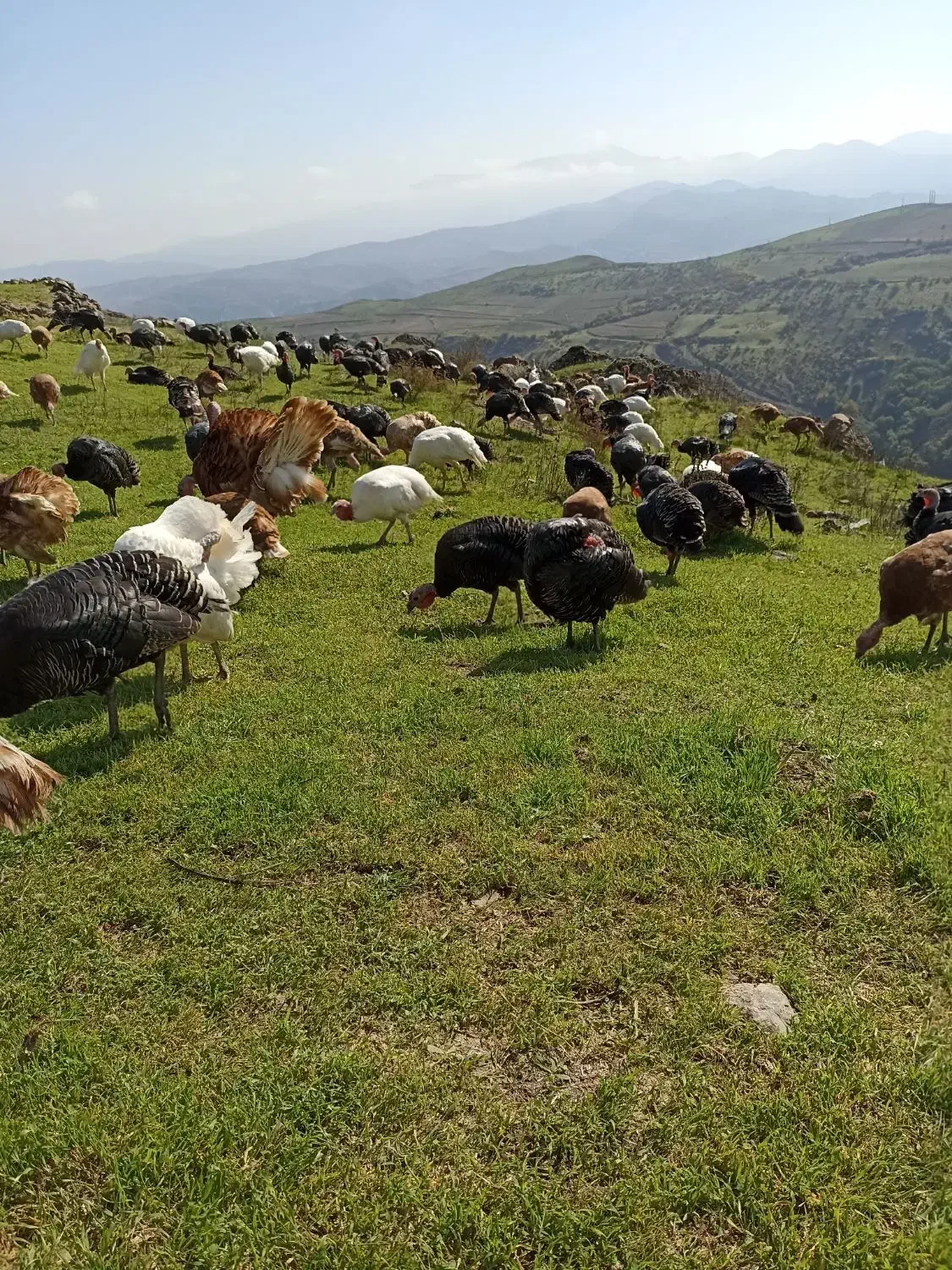 بوقلمون طبیعی|حیوانات مزرعه|کلیبر, |دیوار