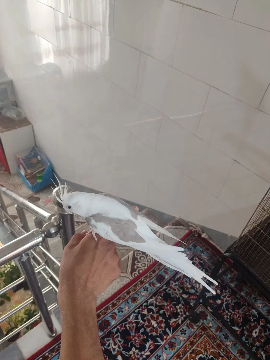 عروس هلندی دستی|پرنده|ساوه, |دیوار