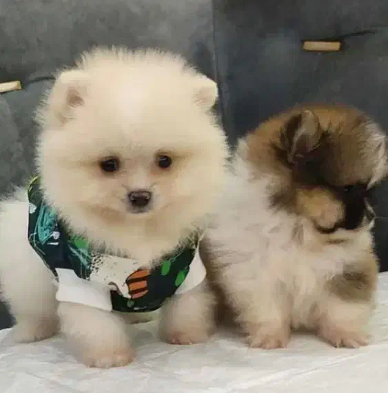 توله سگای پامرانین عروسکی|سگ|شیراز, ارم|دیوار