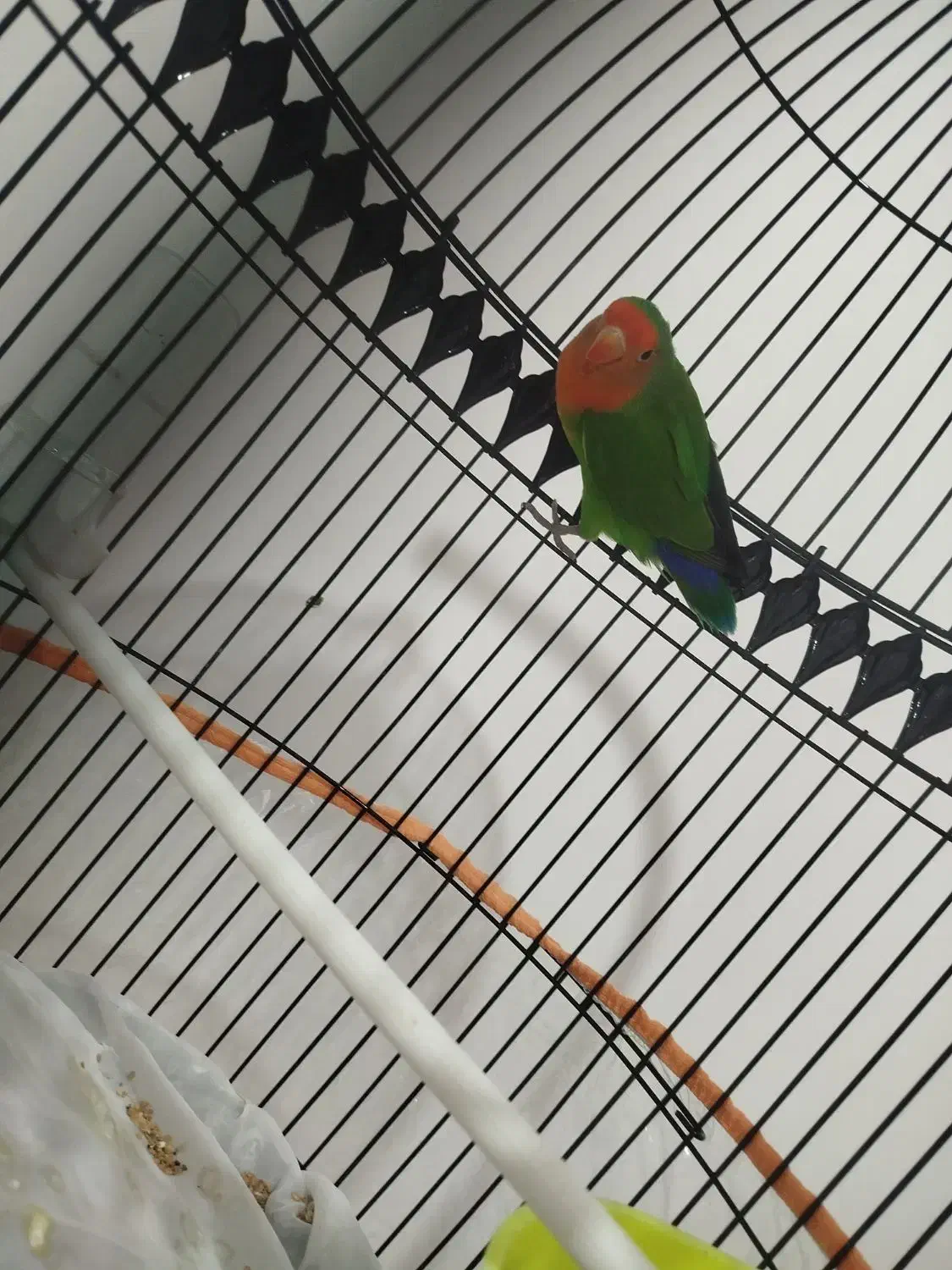 کوتوله|پرنده|تربت جام, شهید غلام زاده|دیوار