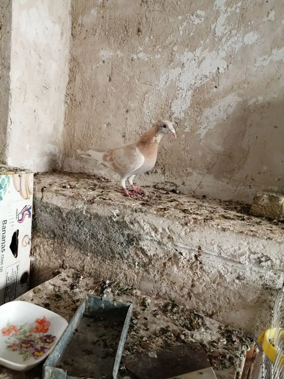 کبوترصرب،الماسی وغوره زرد|پرنده|شیراز, کاراندیش|دیوار