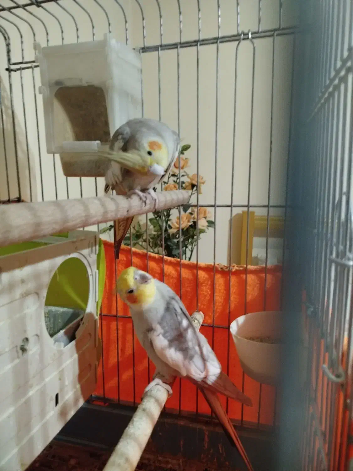 عروس هلندی معاوضه|پرنده|فردیس, ثابتی|دیوار