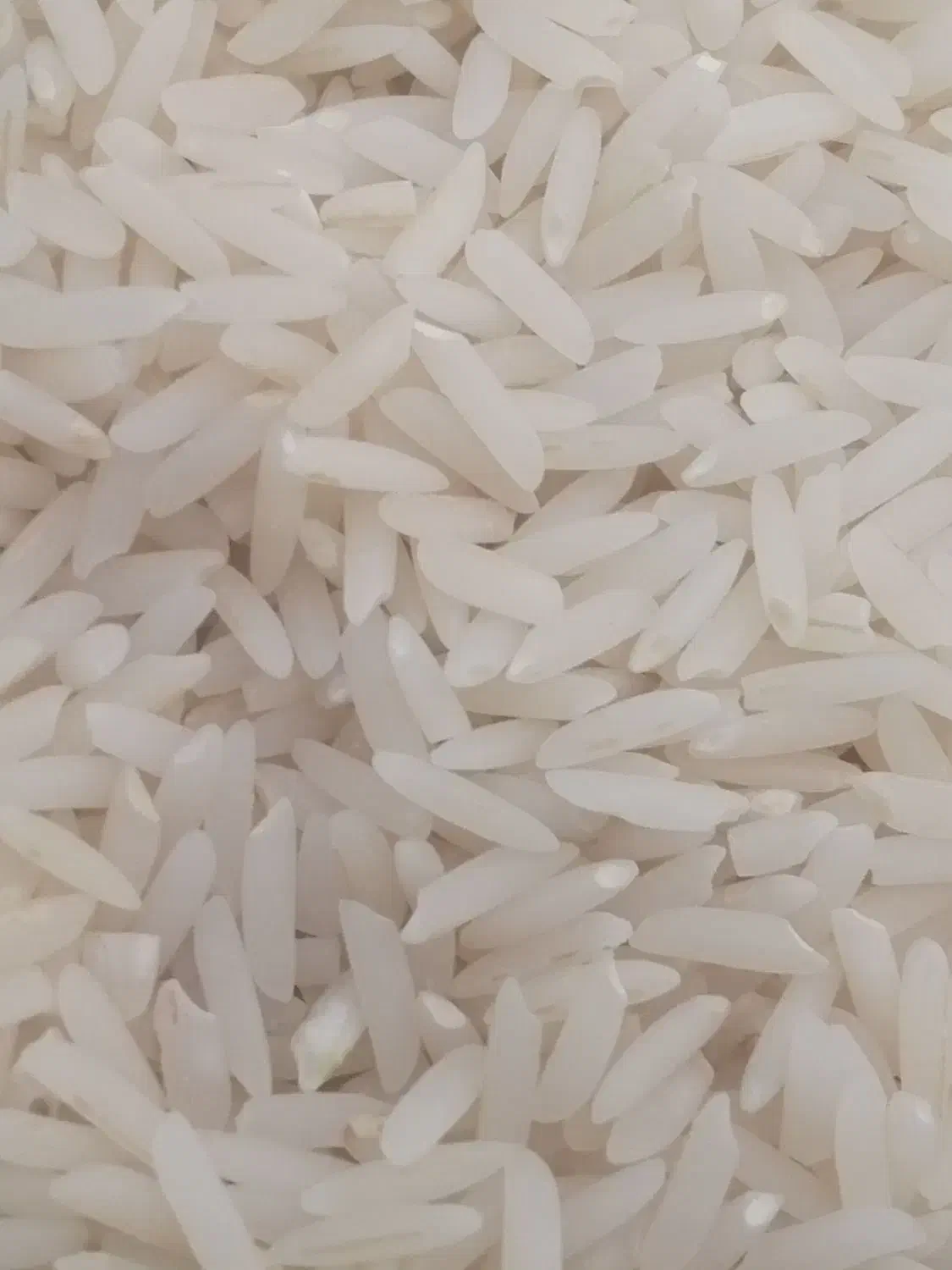 برنج هاشمی دررود|عمده‌فروشی|آبش احمد, |دیوار