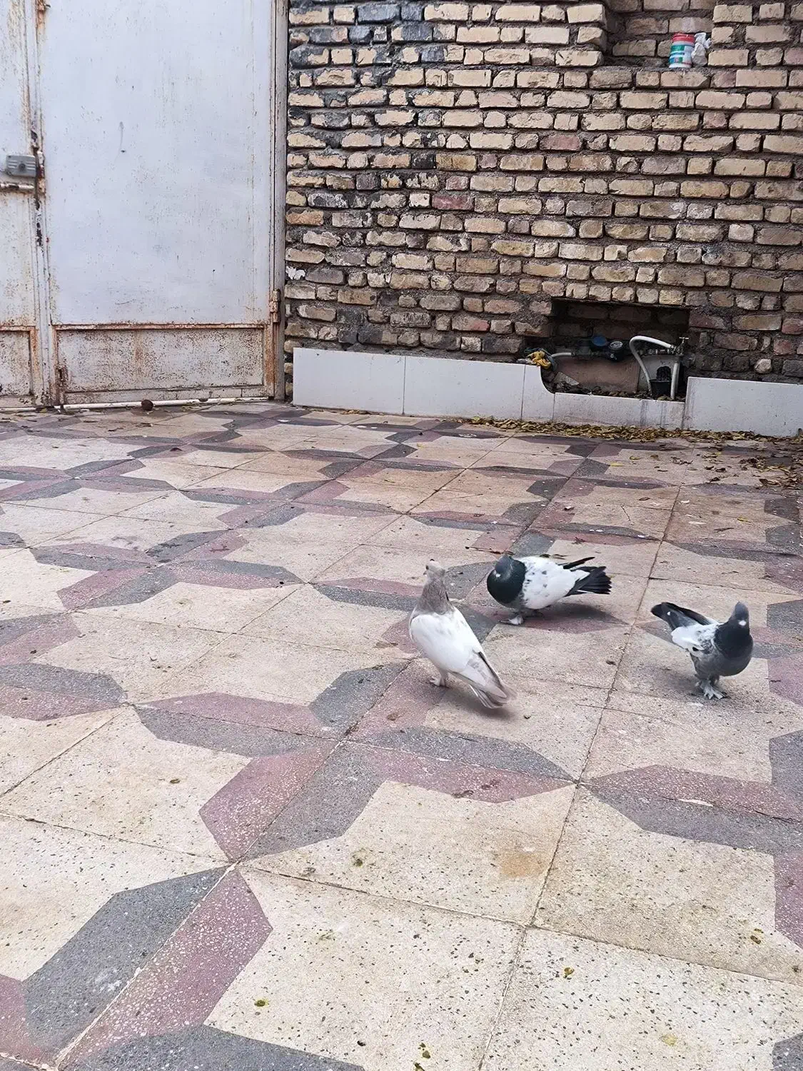 کبوتر سینه و دمی|پرنده|فسا, |دیوار