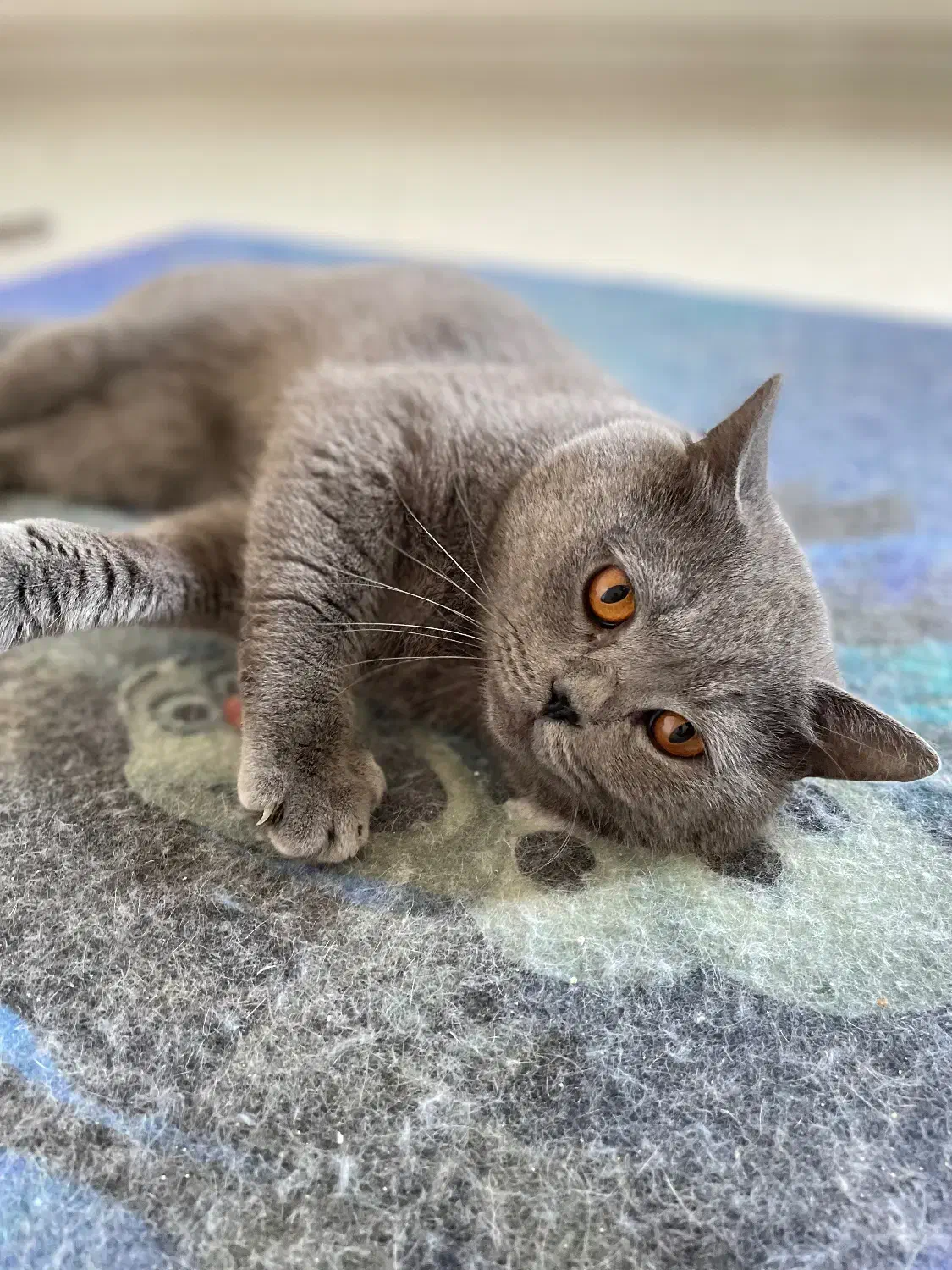 دو قلاده گربه اسکاتیش و بریتیش|گربه|تنکابن, |دیوار