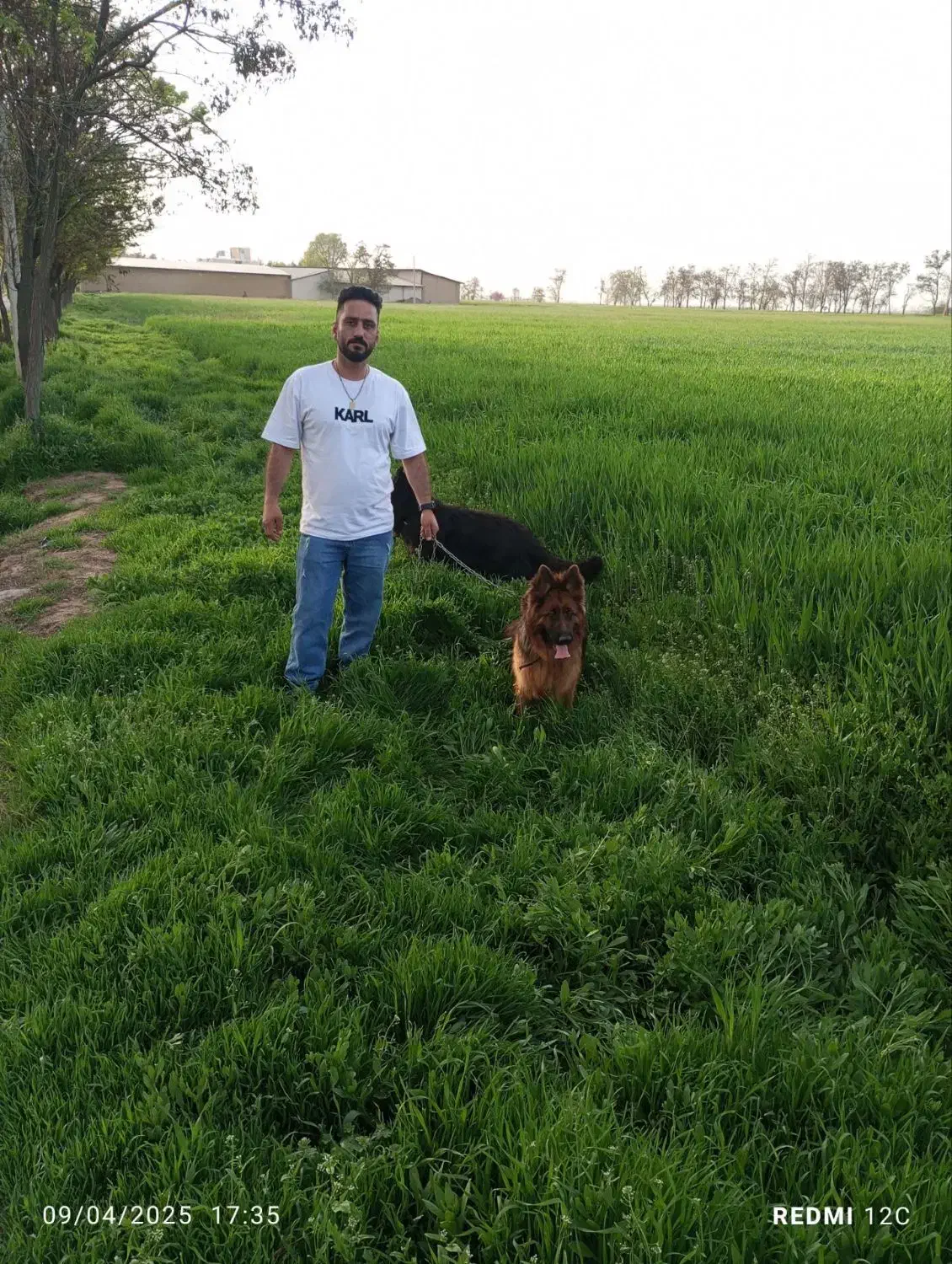 ماده ژرمن جفت خورده بفروش میرسد|سگ|هشتگرد, تهران دشت|دیوار