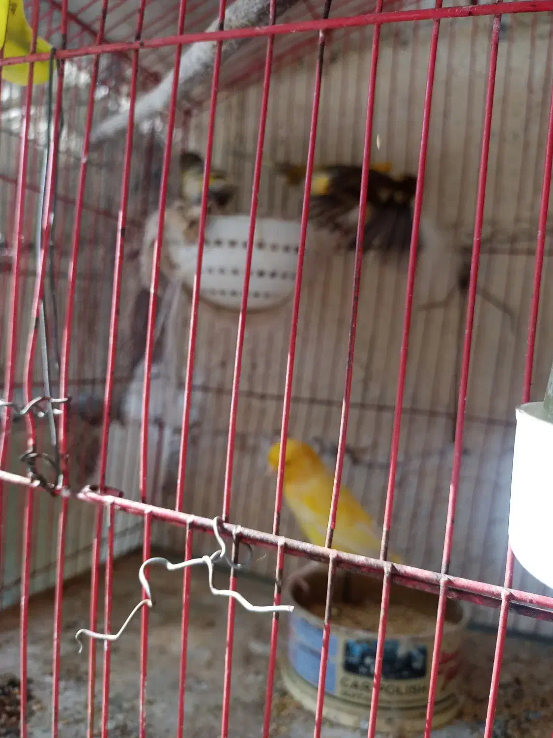 پرنده|پرنده|قائم‌شهر, |دیوار