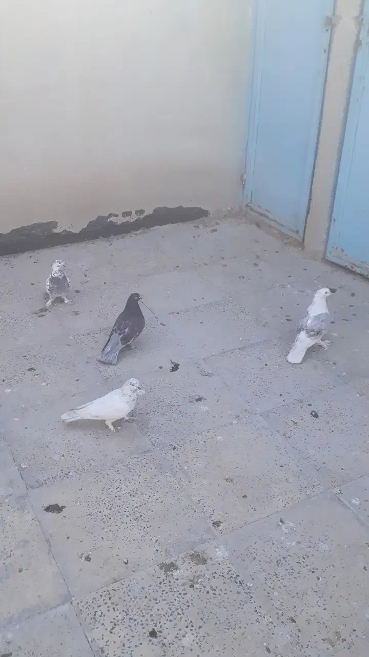 کفتر لانگفس|پرنده|تهران, سازمان آب|دیوار