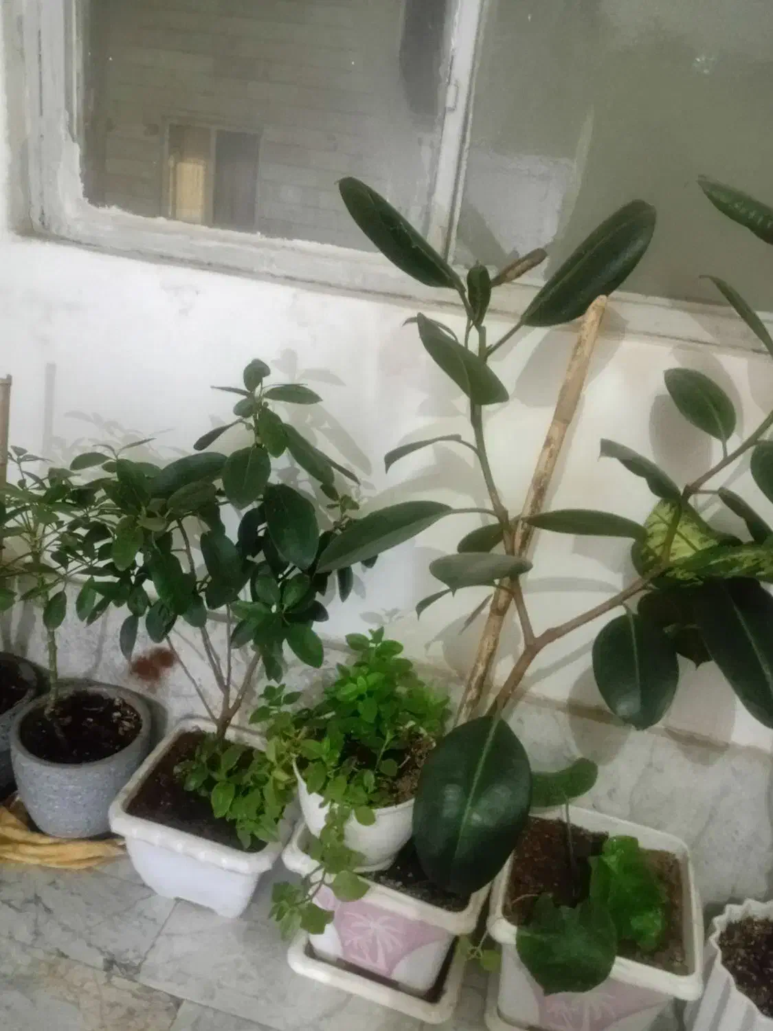 تعداد ۱۱ عدد گلدان گل زیبا و سرحال فروش همه باهم|گل و گیاه طبیعی|پاکدشت, پاکدشت (مامازند)|دیوار