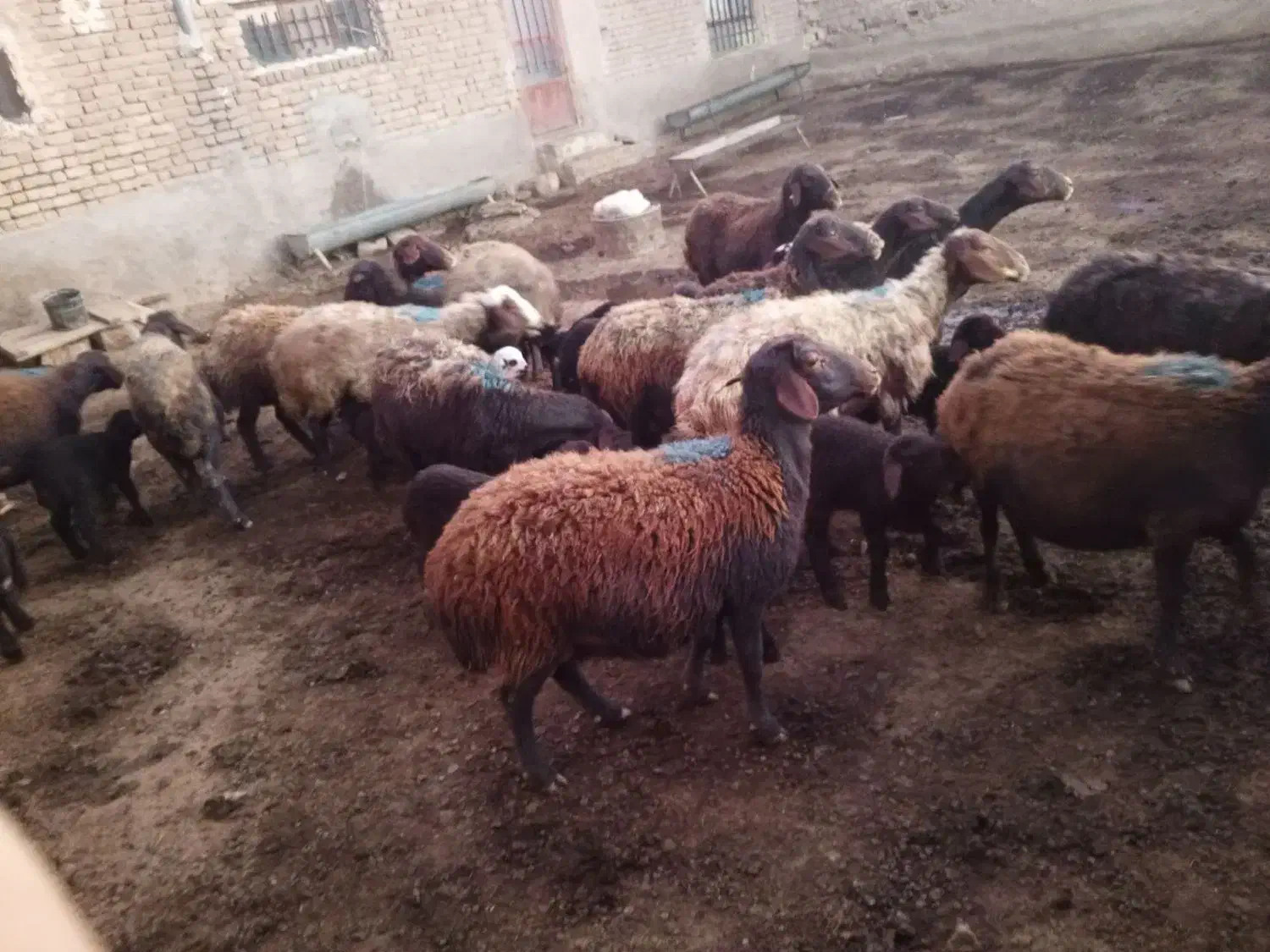 ۱۰راس میش افشاری بره دار|حیوانات مزرعه|قوچان, |دیوار