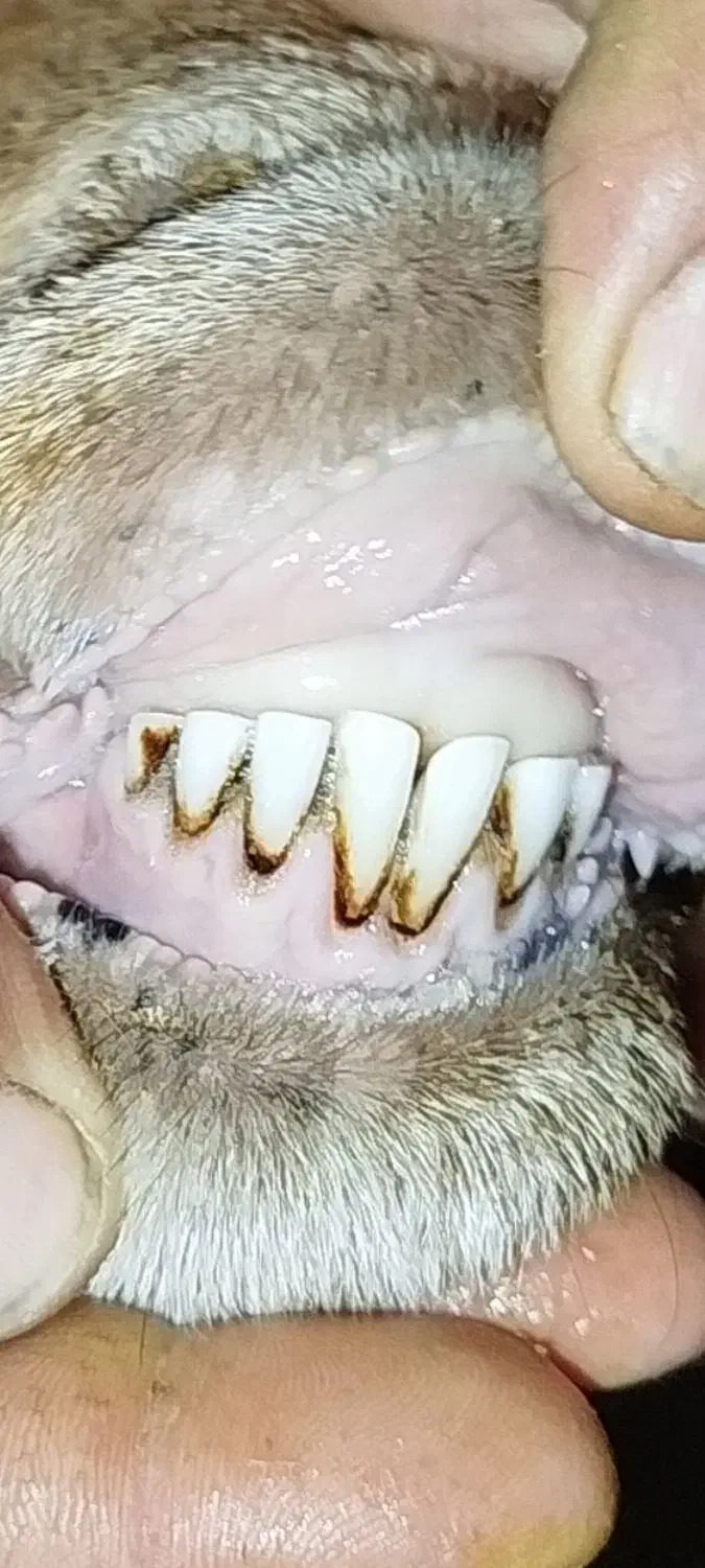 میش آبستن|حیوانات مزرعه|تربت جام, مسکن ملی|دیوار