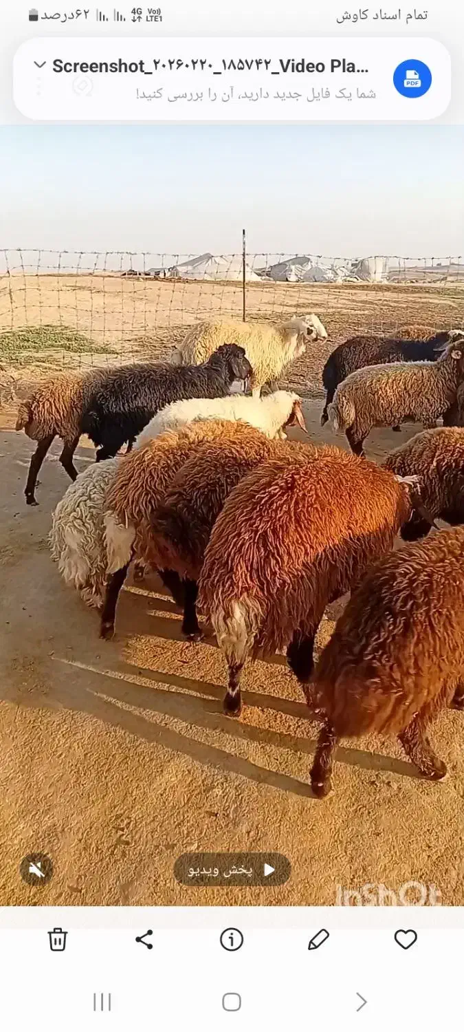 بره چاق|حیوانات مزرعه|اندیمشک, |دیوار