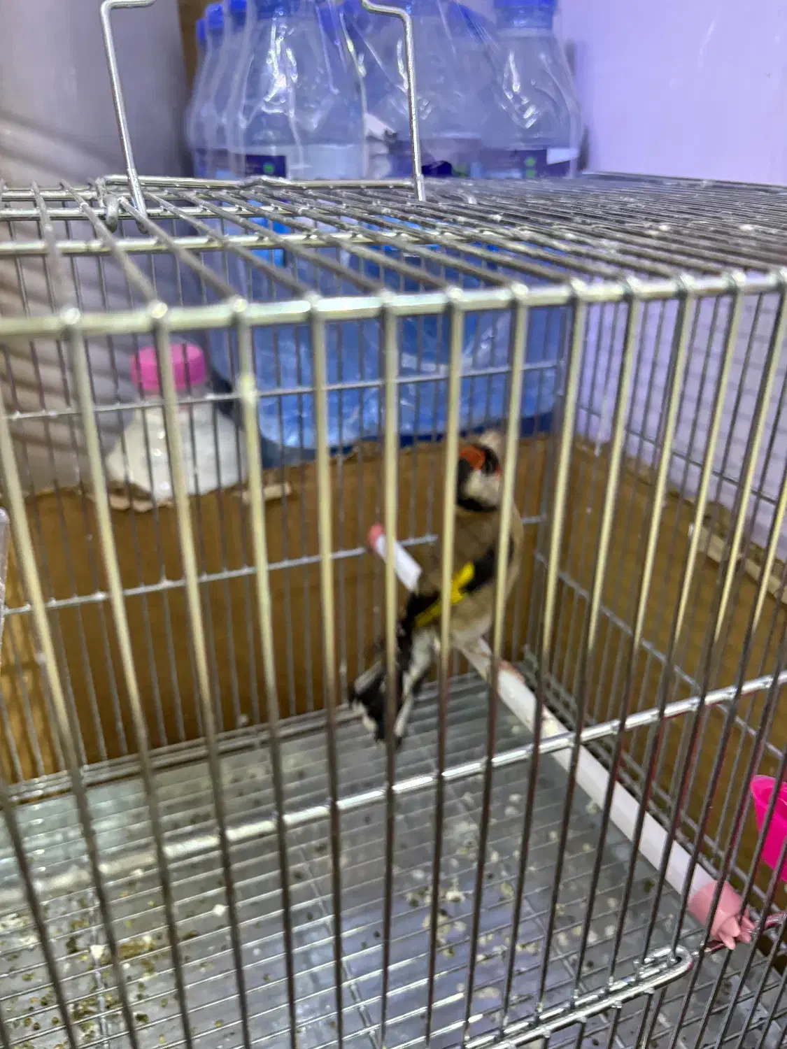 ماده سهره|پرنده|کرمانشاه, |دیوار