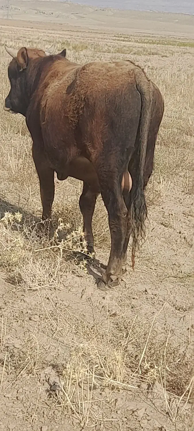 گاو نر گوشتی|حیوانات مزرعه|خواجه, |دیوار