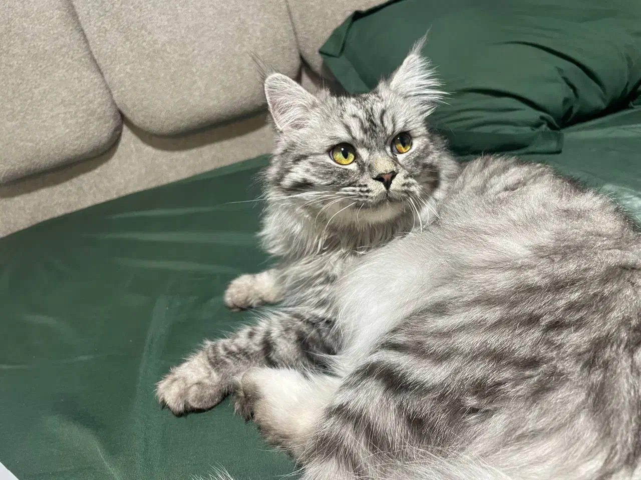 گربه بریتیش|گربه|بندرعباس, |دیوار