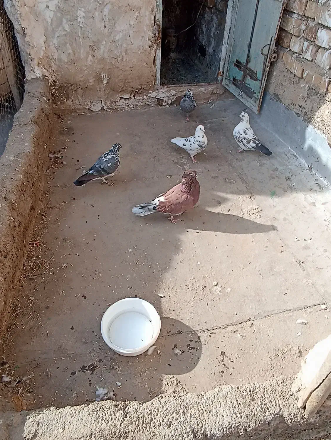 کبوتر|پرنده|خرمدره, |دیوار