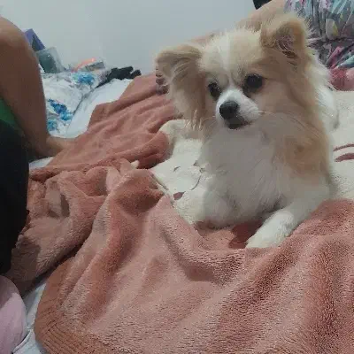 ماده پامرانین آپارتمانی|سگ|پرند, فاز ۶|دیوار