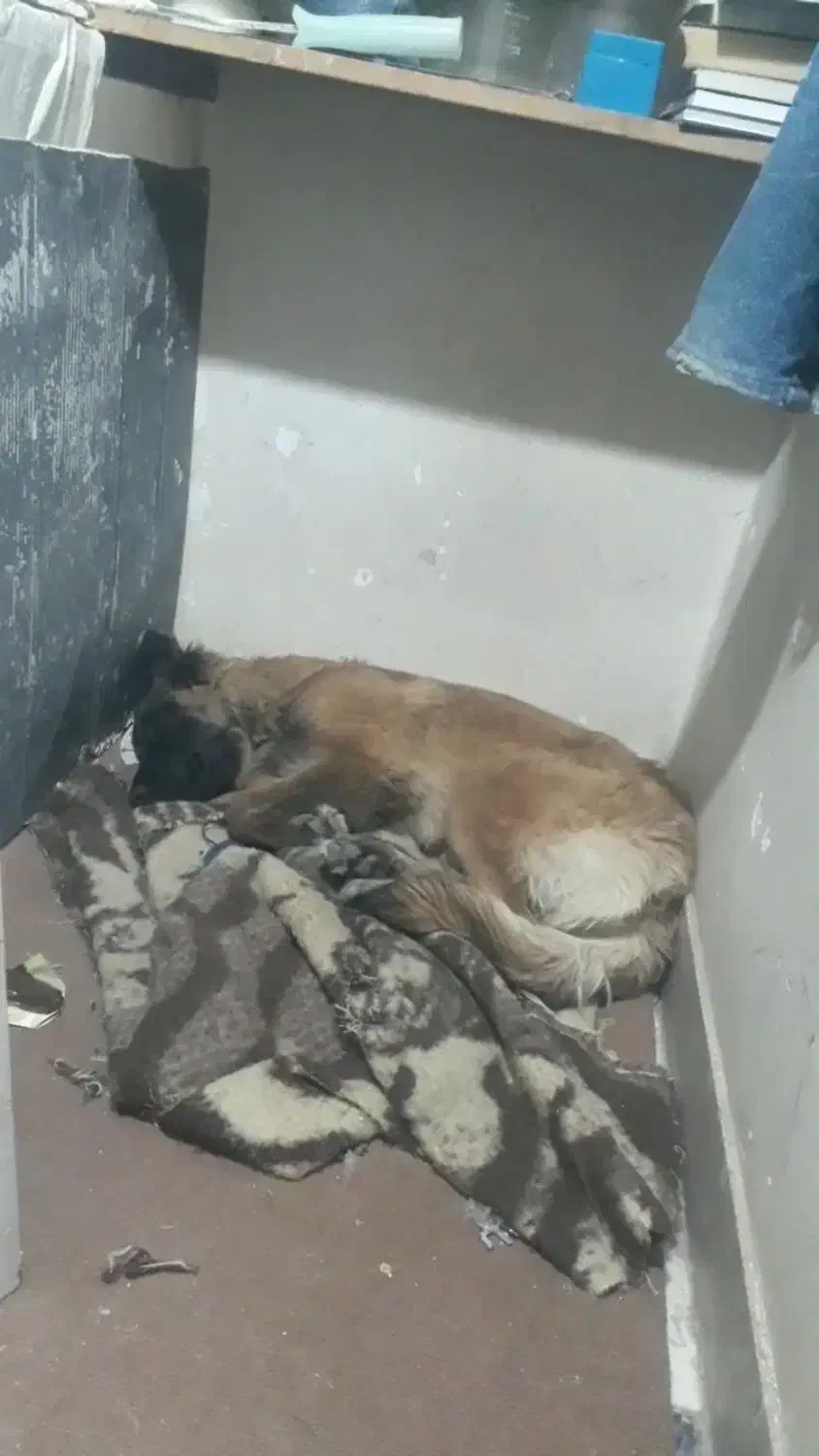 سگ گمشده|حیوانات|اسفراین, |دیوار