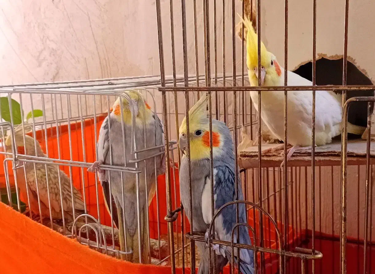 ۲جفت عروس هلندی تخم گذار نر سخنگو|پرنده|دشتابی, |دیوار