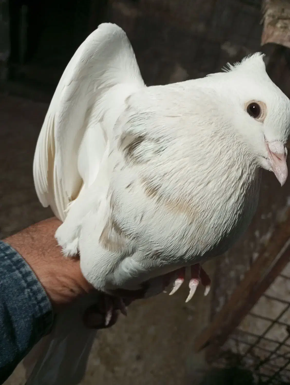 کبوتر طوقی|پرنده|گله دار, |دیوار