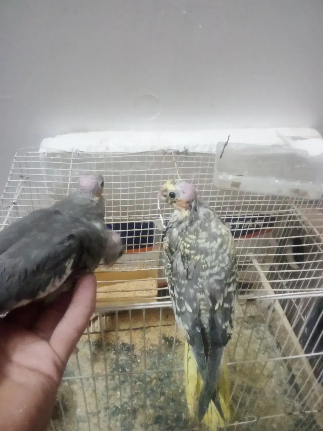 عروس هلندی جوجه|پرنده|تربت‌حیدریه, میدان مرکزی|دیوار