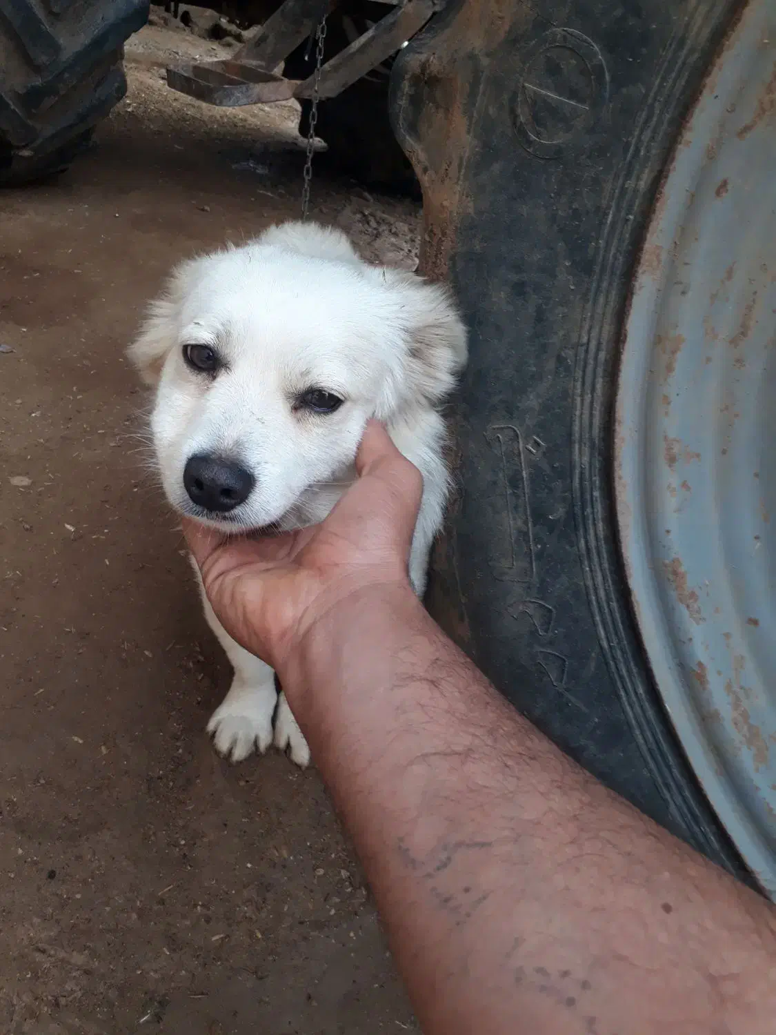 سگ اشپیتز|سگ|سوسنگرد, |دیوار