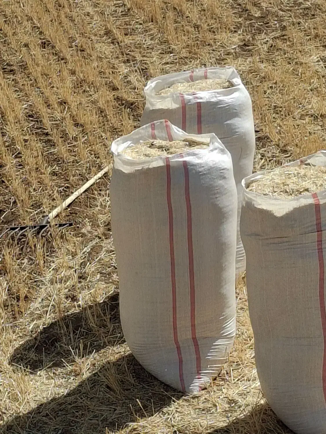 کاه گندم دیم کرستان|خدمات باغبانی و درختکاری|اردکان, |دیوار