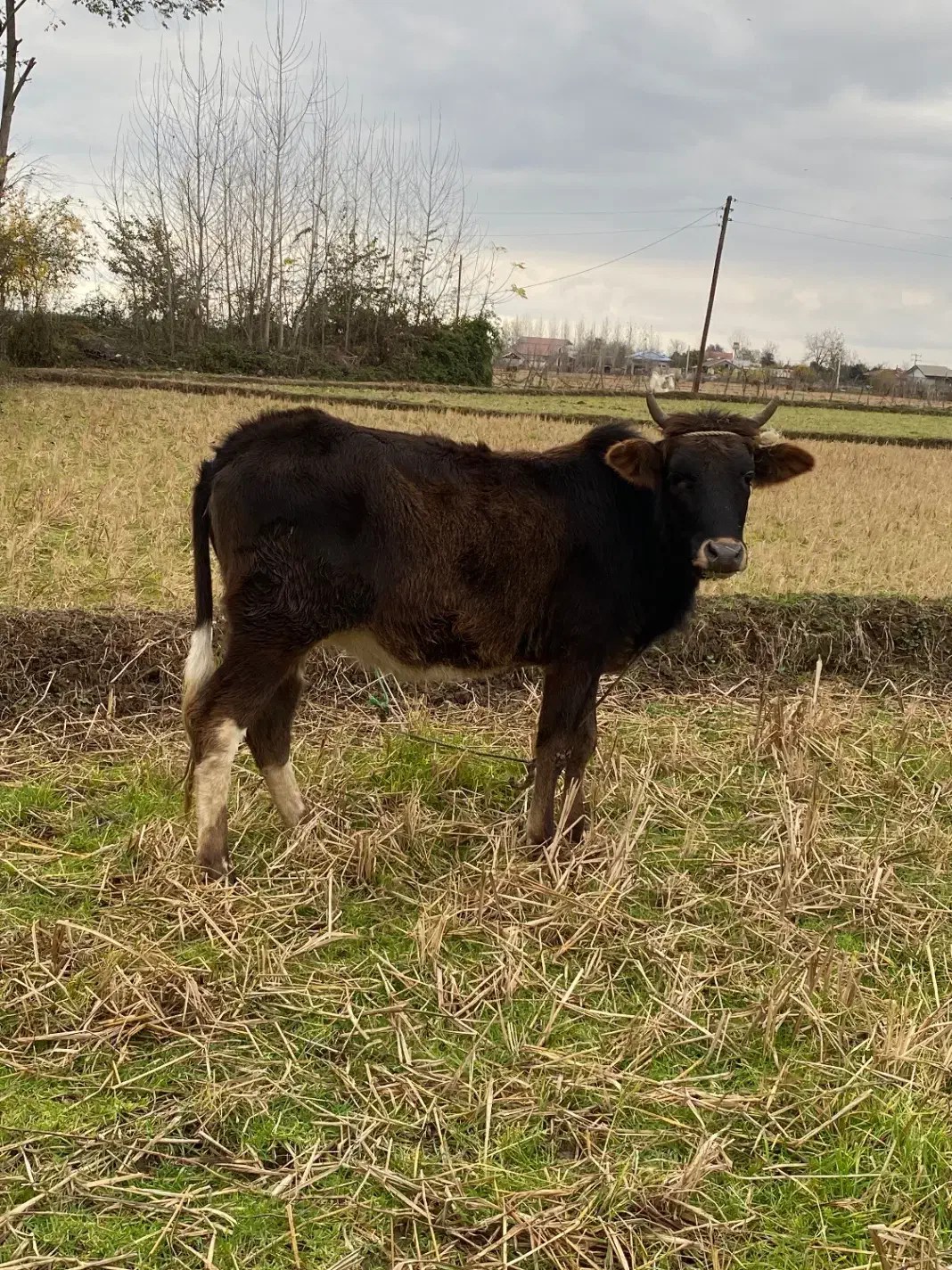 لیشه دورگ محلی اصیل|حیوانات مزرعه|ضیابر, |دیوار