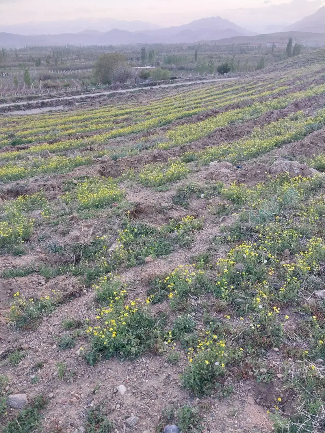 زمین کشاورزی چسبیده به نهر  دیمی ۳ طناب محلی|فروش دفتر صنعتی، کشاورزی، تجاری|نوشین شهر, |دیوار