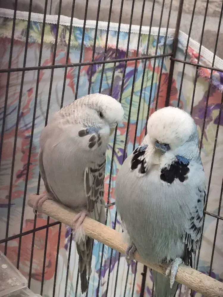 مرغ عشق انگلیسی گریدA|پرنده|دوگنبدان, |دیوار